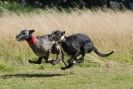 Image 101 in LURCHERS. SANDRINGHAM 2012 SUNDAY.