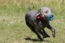 Image 104 in LURCHERS. SANDRINGHAM  2012  SUNDAY.