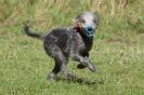 Image 105 in LURCHERS. SANDRINGHAM 2012 SUNDAY.