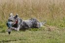 Image 106 in LURCHERS. SANDRINGHAM  2012  SUNDAY.