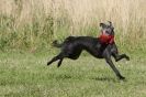 Image 107 in LURCHERS. SANDRINGHAM  2012  SUNDAY.