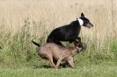 Image 108 in LURCHERS. SANDRINGHAM  2012  SUNDAY.