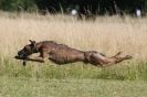 Image 109 in LURCHERS. SANDRINGHAM  2012  SUNDAY.