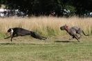 Image 11 in LURCHERS. SANDRINGHAM  2012  SUNDAY.