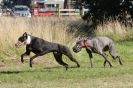 Image 12 in LURCHERS. SANDRINGHAM  2012  SUNDAY.