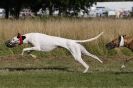 Image 13 in LURCHERS. SANDRINGHAM  2012  SUNDAY.