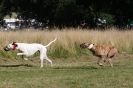 Image 14 in LURCHERS. SANDRINGHAM  2012  SUNDAY.