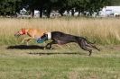 Image 15 in LURCHERS. SANDRINGHAM  2012  SUNDAY.