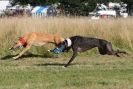 Image 16 in LURCHERS. SANDRINGHAM  2012  SUNDAY.