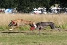 Image 17 in LURCHERS. SANDRINGHAM  2012  SUNDAY.