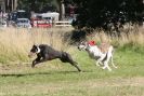 Image 19 in LURCHERS. SANDRINGHAM  2012  SUNDAY.