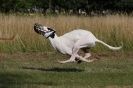 Image 2 in LURCHERS. SANDRINGHAM  2012  SUNDAY.