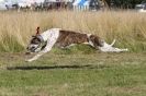 Image 20 in LURCHERS. SANDRINGHAM  2012  SUNDAY.