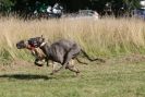 Image 22 in LURCHERS. SANDRINGHAM  2012  SUNDAY.