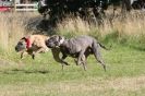 Image 23 in LURCHERS. SANDRINGHAM  2012  SUNDAY.