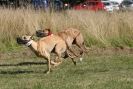 Image 25 in LURCHERS. SANDRINGHAM  2012  SUNDAY.