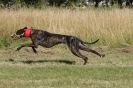 Image 26 in LURCHERS. SANDRINGHAM  2012  SUNDAY.