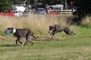 Image 27 in LURCHERS. SANDRINGHAM  2012  SUNDAY.