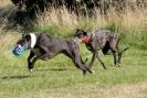 Image 28 in LURCHERS. SANDRINGHAM  2012  SUNDAY.