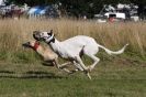 Image 29 in LURCHERS. SANDRINGHAM  2012  SUNDAY.