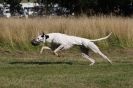 Image 3 in LURCHERS. SANDRINGHAM  2012  SUNDAY.