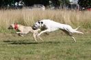 Image 31 in LURCHERS. SANDRINGHAM 2012 SUNDAY.