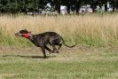 Image 32 in LURCHERS. SANDRINGHAM  2012  SUNDAY.