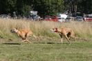 Image 34 in LURCHERS. SANDRINGHAM  2012  SUNDAY.