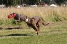 Image 35 in LURCHERS. SANDRINGHAM  2012  SUNDAY.