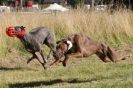 Image 36 in LURCHERS. SANDRINGHAM  2012  SUNDAY.