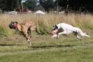 Image 37 in LURCHERS. SANDRINGHAM  2012  SUNDAY.