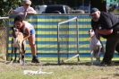 Image 38 in LURCHERS. SANDRINGHAM 2012 SUNDAY.