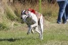 Image 39 in LURCHERS. SANDRINGHAM  2012  SUNDAY.