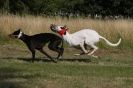 Image 4 in LURCHERS. SANDRINGHAM  2012  SUNDAY.