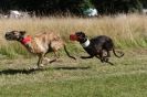 Image 40 in LURCHERS. SANDRINGHAM 2012 SUNDAY.