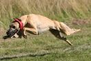 Image 41 in LURCHERS. SANDRINGHAM  2012  SUNDAY.