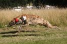 Image 42 in LURCHERS. SANDRINGHAM 2012 SUNDAY.