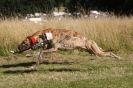 Image 42 in LURCHERS. SANDRINGHAM  2012  SUNDAY.