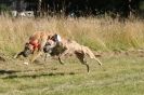 Image 44 in LURCHERS. SANDRINGHAM  2012  SUNDAY.