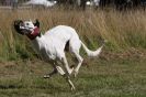 Image 45 in LURCHERS. SANDRINGHAM 2012 SUNDAY.