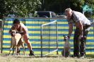 Image 47 in LURCHERS. SANDRINGHAM 2012 SUNDAY.