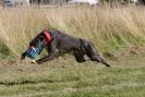 Image 48 in LURCHERS. SANDRINGHAM 2012 SUNDAY.