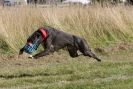 Image 48 in LURCHERS. SANDRINGHAM  2012  SUNDAY.