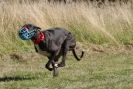 Image 49 in LURCHERS. SANDRINGHAM  2012  SUNDAY.