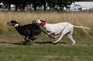 Image 5 in LURCHERS. SANDRINGHAM  2012  SUNDAY.