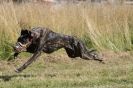Image 50 in LURCHERS. SANDRINGHAM 2012 SUNDAY.