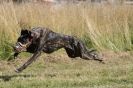 Image 50 in LURCHERS. SANDRINGHAM  2012  SUNDAY.