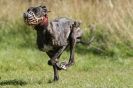 Image 51 in LURCHERS. SANDRINGHAM 2012 SUNDAY.