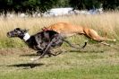 Image 52 in LURCHERS. SANDRINGHAM  2012  SUNDAY.