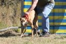 Image 53 in LURCHERS. SANDRINGHAM 2012 SUNDAY.
